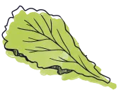عکس کاهو